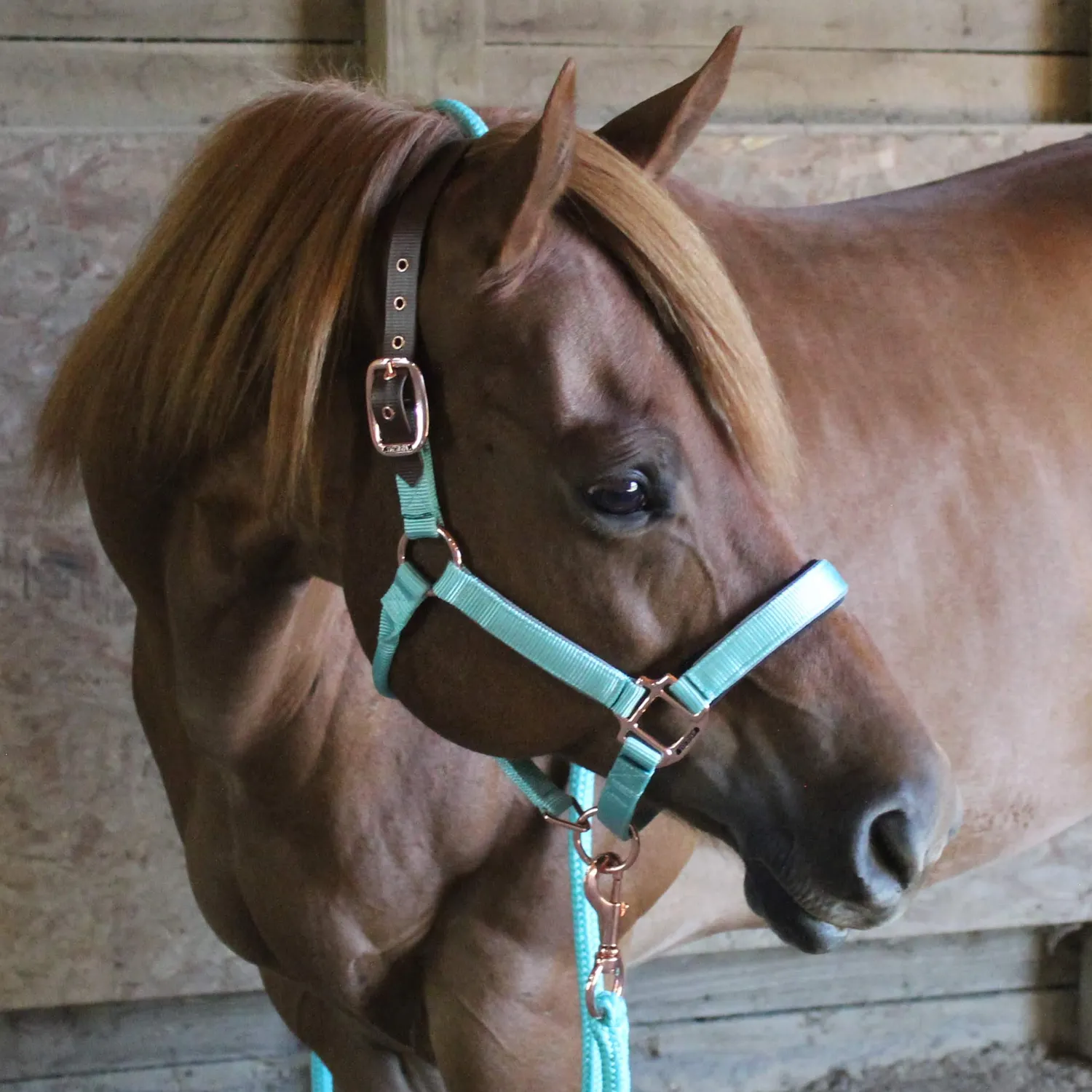 Derby Originals Desert Rose Collection Rose Gold Reflective Safety Flex-Webb Horse Halters with Matching Lead Ropes